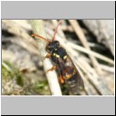 Nomada fucata - Wespenbiene w01a 8mm.jpg